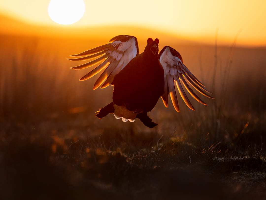 Black Grouse Lek 13th of April