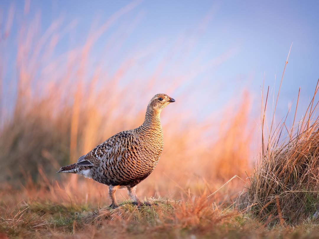 Black Grouse Lek 8th of April