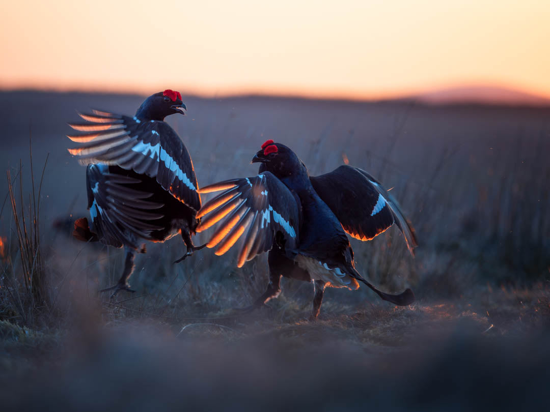 Black Grouse Lek 15th of April