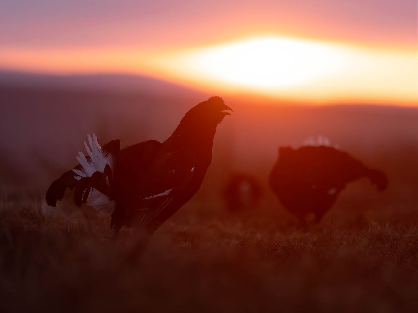 Black Grouse Lek 23rd of April