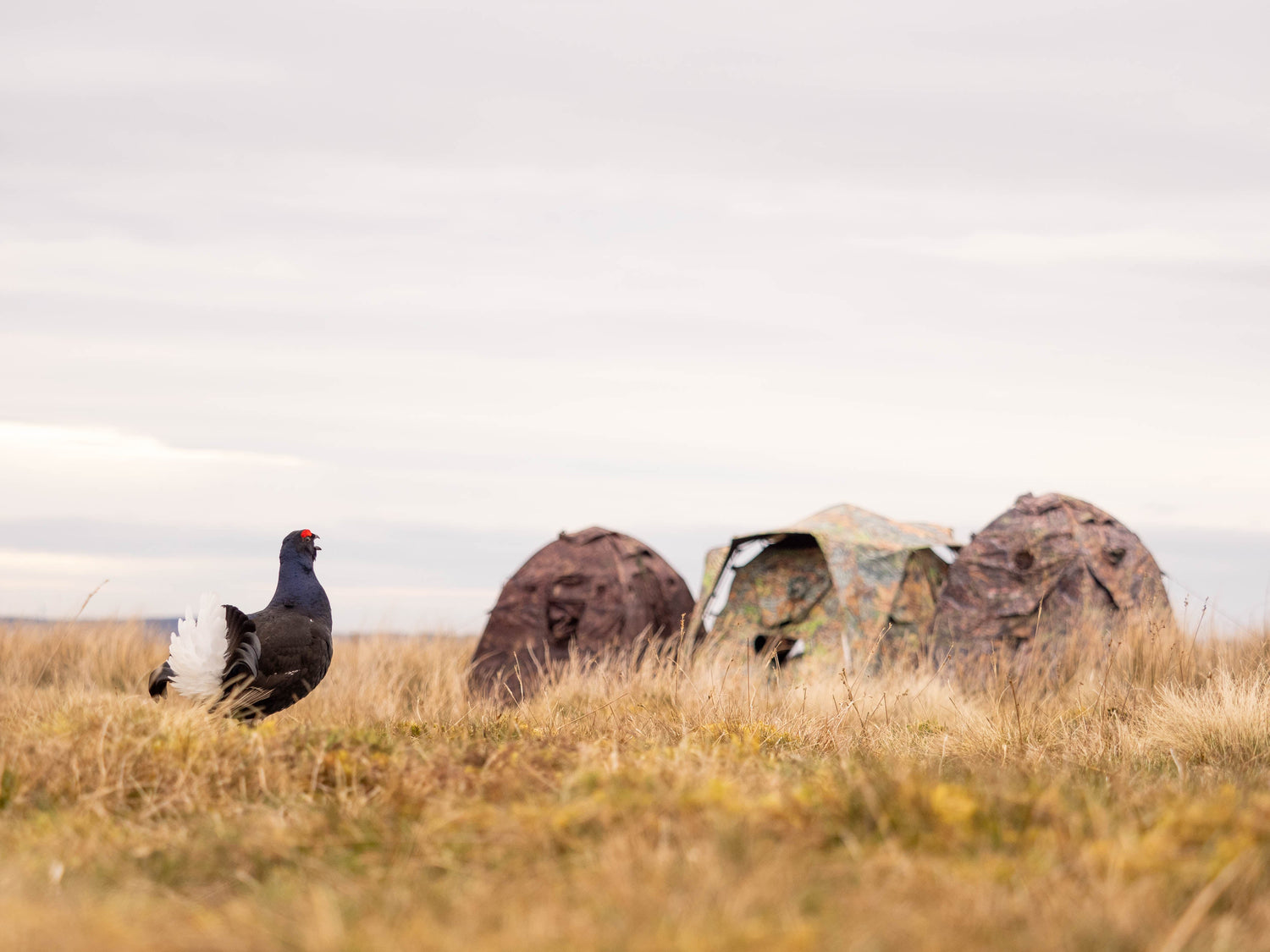 Black Grouse Lek 2026