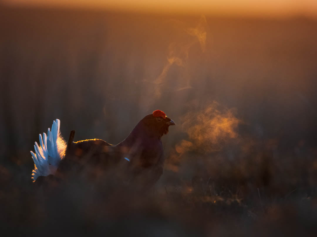 Black Grouse Lek 14th of April