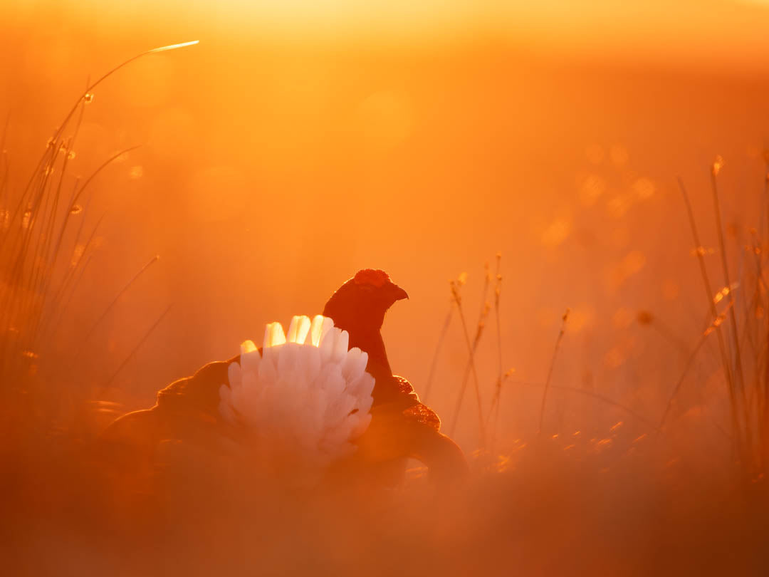 Black Grouse Lek 9th of April