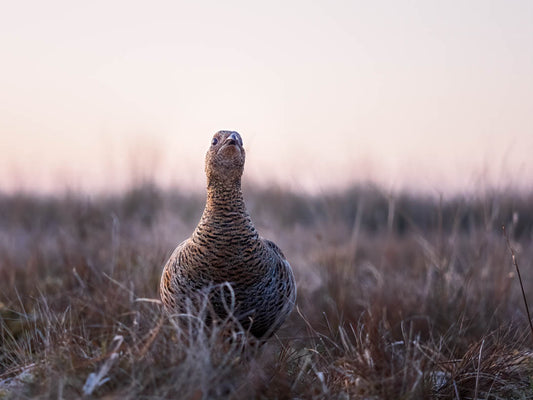 Black Grouse Lek 20th of April