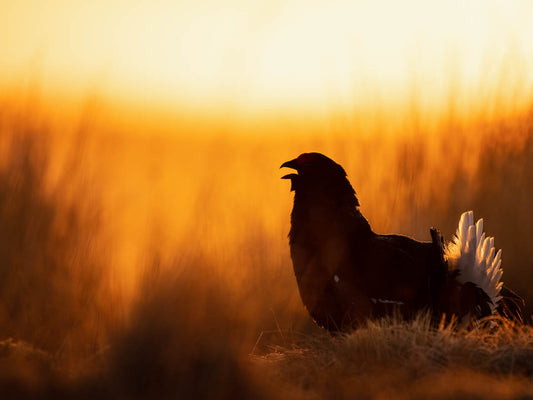 Black Grouse Lek 16th of April