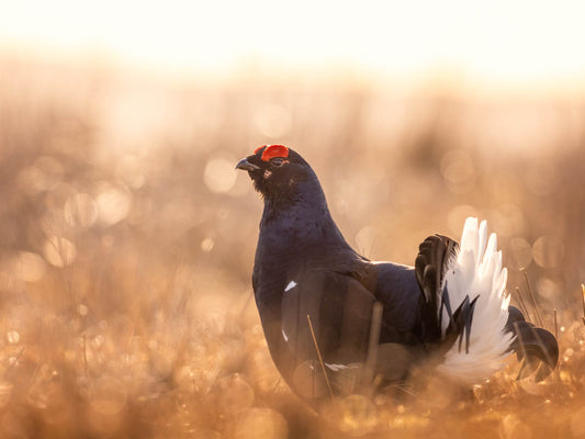 Black Grouse Lek 7th of April