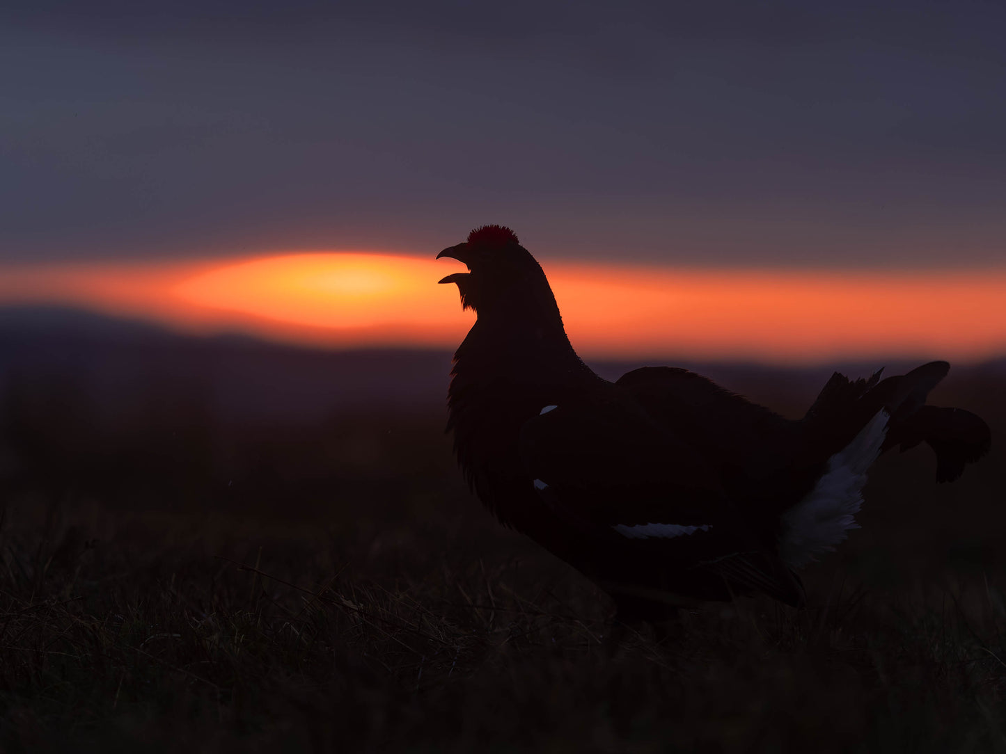 Black Grouse Lek 22nd of April