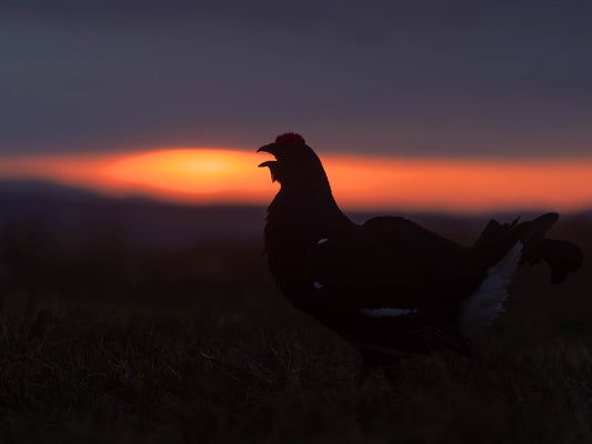 Black Grouse Lek 22nd of April