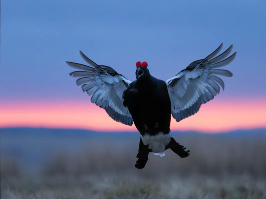 Black Grouse Lek 21st of April